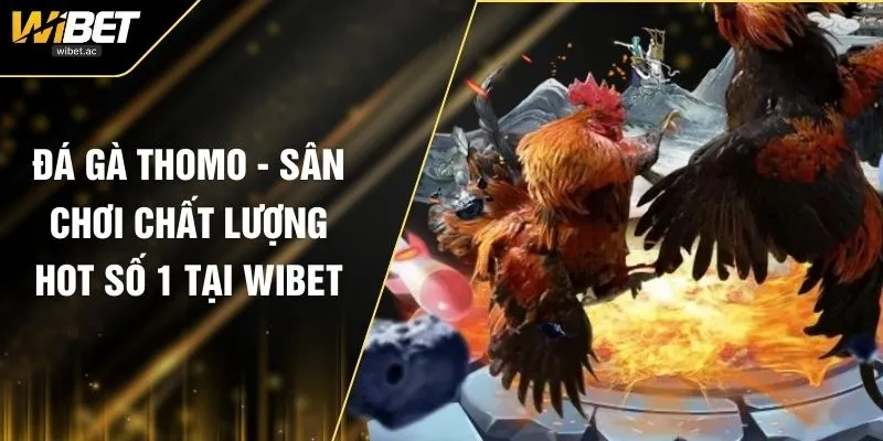 Đá Gà Thomo - Sân Chơi Chất Lượng Hot Số 1 Tại WIBET