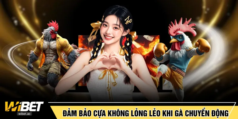 Đảm bảo cựa không lỏng lẻo khi gà chuyển động