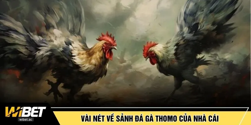 Vài nét về sảnh đá gà Thomo của nhà cái
